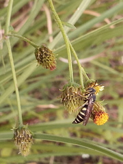 Bicyrtes discisus