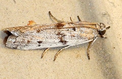Myelopsis alatella