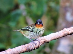 Ixothraupis rufigula