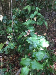 Citronella mucronata