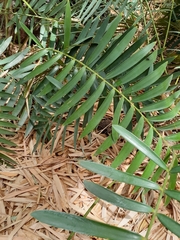Zamia paucijuga