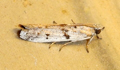 Myelopsis alatella