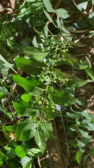 Tricalysia sonderiana