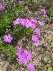 Phlox glabriflora