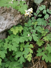 Pseudofumaria alba acaulis