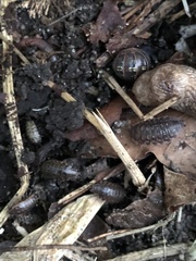 Oniscus asellus