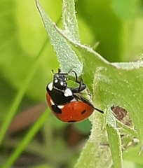 Coccinella septempunctata
