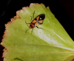 Lygaeus analis