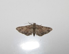 Gymnoscelis rufifasciata