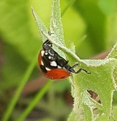 Coccinella septempunctata
