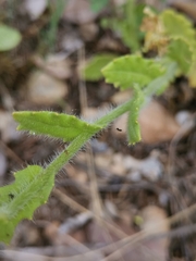 Biscutella cichoriifolia