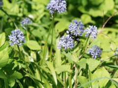 Hyacinthoides italica