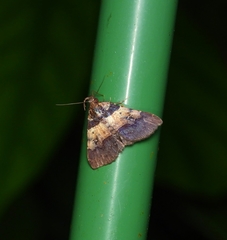 Bertula alpheusalis