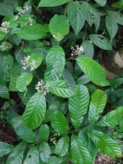 Palicourea acuminata