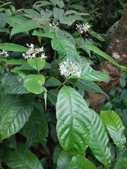 Palicourea acuminata