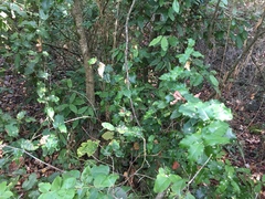 Citronella mucronata