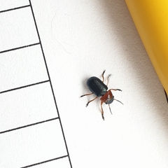 Chilotomina nigritarsis