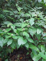 Palicourea acuminata