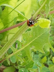 Coccinella septempunctata