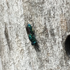 Trichrysis cyanea