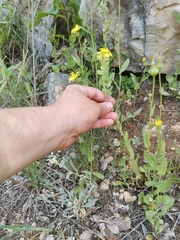 Biscutella cichoriifolia