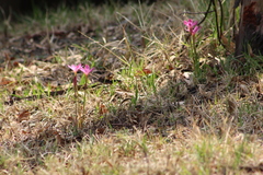 Zephyranthes rosea