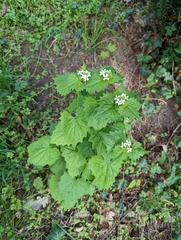 Alliaria petiolata