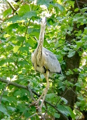 Ardea cinerea