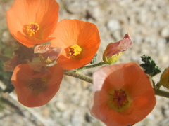 Sphaeralcea ambigua rugosa