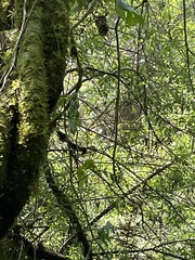Certhia americana