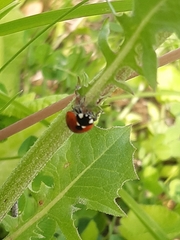 Coccinella septempunctata