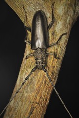 Nadezhdiella cantori