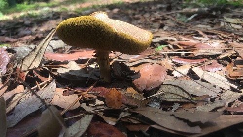 Lanmaoa pseudosensibilis image