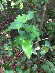 Citronella mucronata