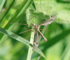 Tipula vernalis