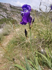 Iris pallida illyrica