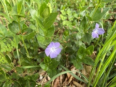 Vinca major