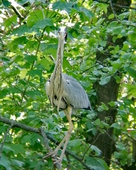 Ardea cinerea