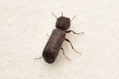 Amphicerus