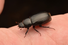Dyscinetus morator