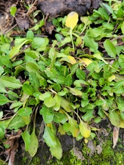 Thlaspi arvense