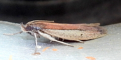 Tampa dimediatella