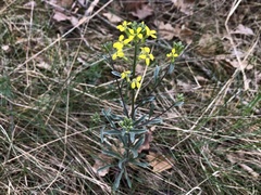 Erysimum crepidifolium
