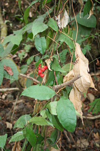 Gnetum africanum image