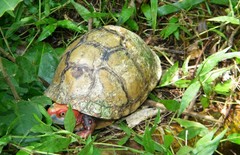Terrapene carolina mexicana