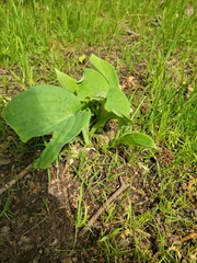 Digitalis grandiflora