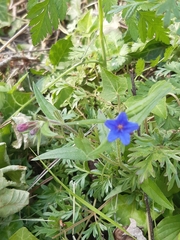 Aegonychon purpurocaeruleum