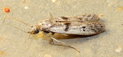 Myelopsis alatella