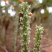 Yadon's Rein Orchid - Photo (c) Dan and Raymond, some rights reserved (CC BY-NC-SA)