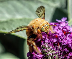 Xylocopa sonorina